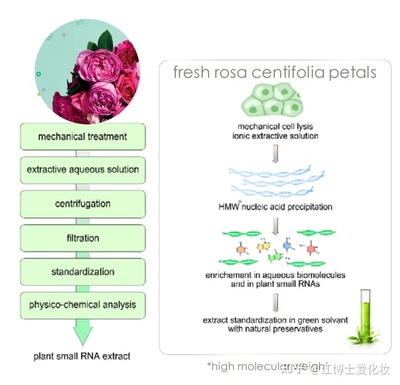 植物提取物 化妝品中的智慧之選，還是營銷噱頭？